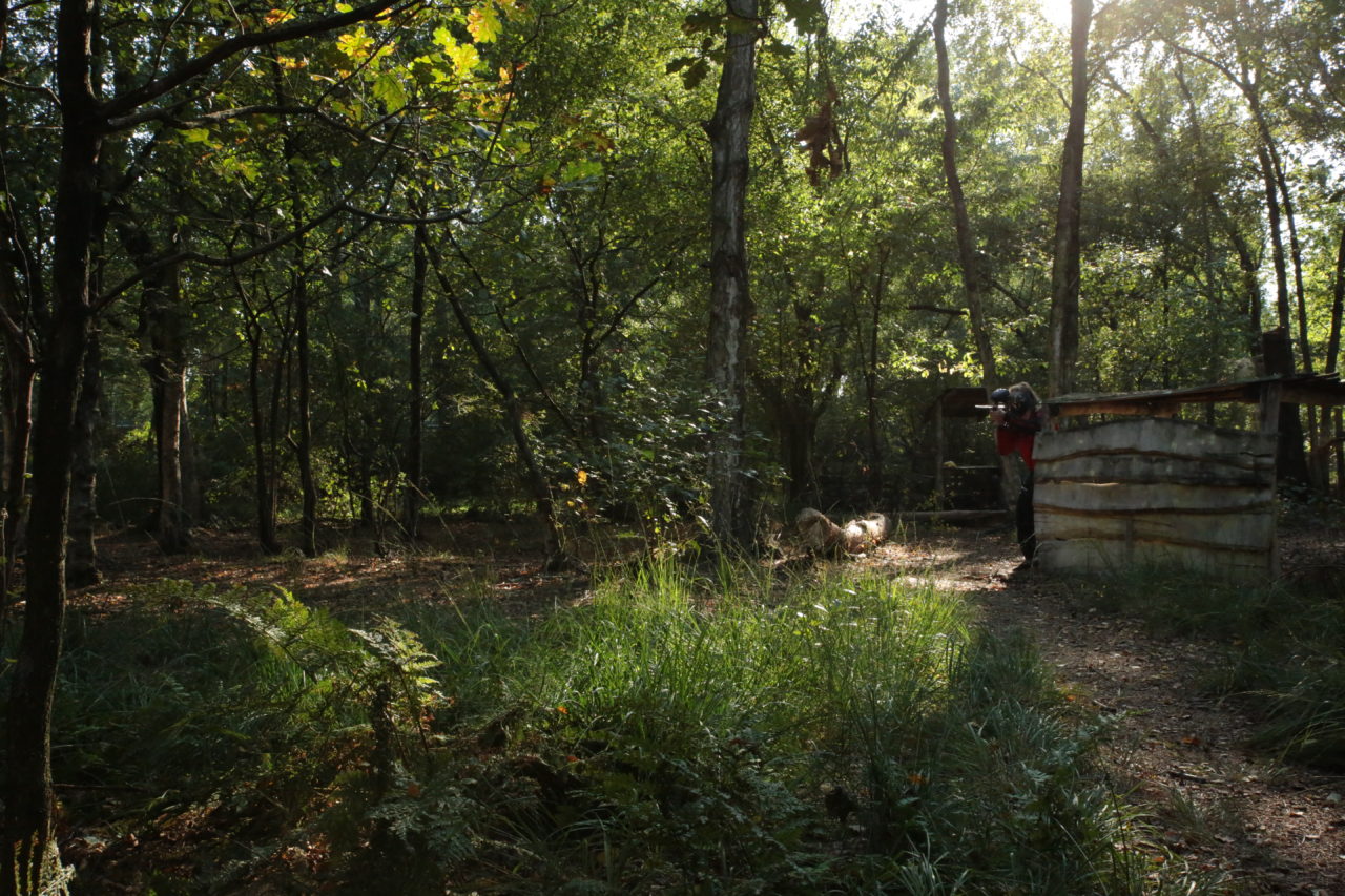 De zon komt door de bomen op het bosveld in Enschede